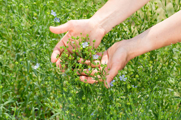 le mani femminili tengono le piante di lino con i fiori sullo sfondo di un campo di lino - seed flax seed human hand food foto e immagini stock