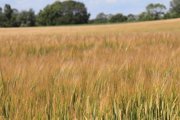 Field of barley stock photo