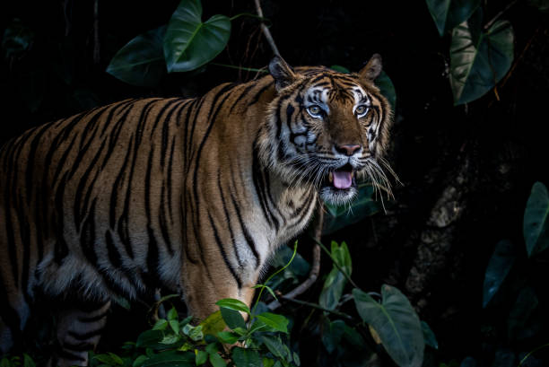 istock Tiger close up shot (Animal Portrait) 1500021535
