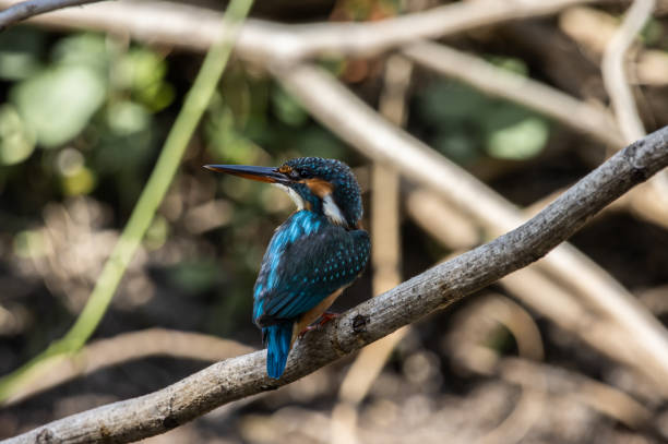 istock Common Kingfisher on the branch tree. 1500021547