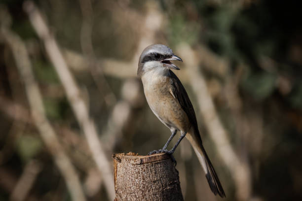 istock Brown shrike on the dry branch (Animal Portrait) 1500021553