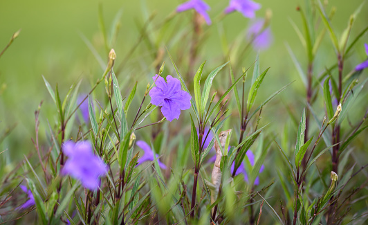 Purple flower (Ruellia brittoniana) on grass background.This plant very popular for garden design.