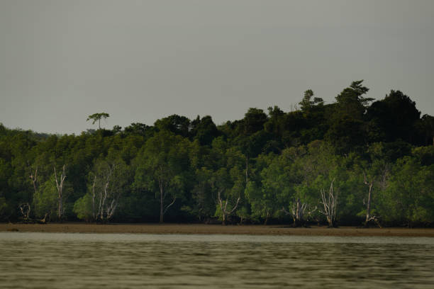 istock mangrove forest ecosystem. in nature of Thailand 1500021905