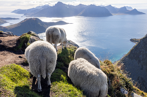 Sheep standing on a hill in morning light