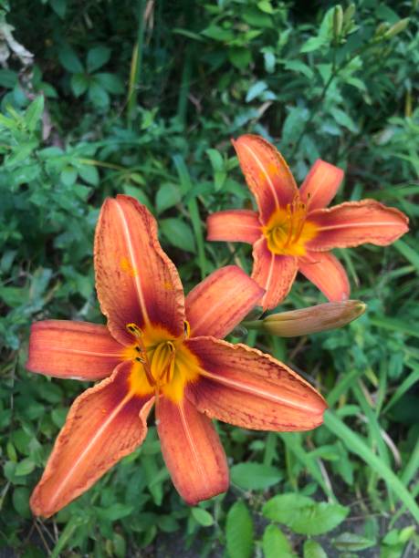 istock Orange tiger Flowers 1500024770