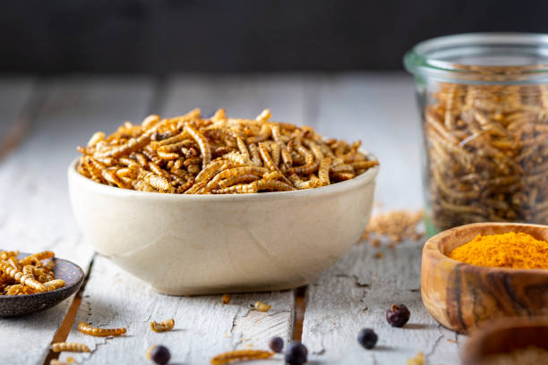 istock Edible insects as meat substitute. Mealworm - Tenebrio molitor. 1500024871