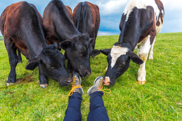 Personal perspective of a person lying on the ground while relaxing surrounded by herd of curious cow