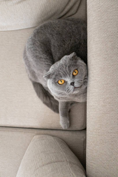 istock Cute grey cat on sofa aesthetic minimalist.  Scottish fold cat. Domestic pet 1500025844