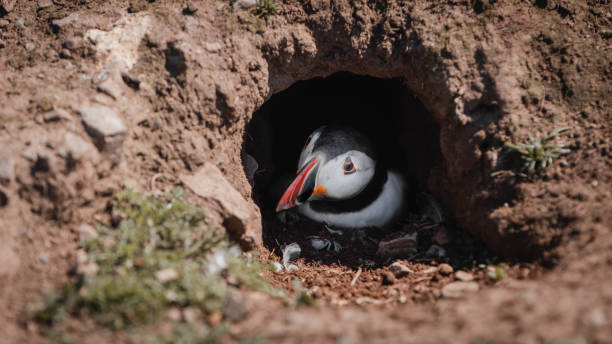 istock Puffin in its nest 1500026052