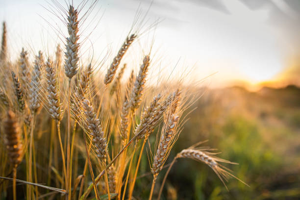 Close-up ripe golden wheat ears. Golden wheat field under sunlight. stock photo