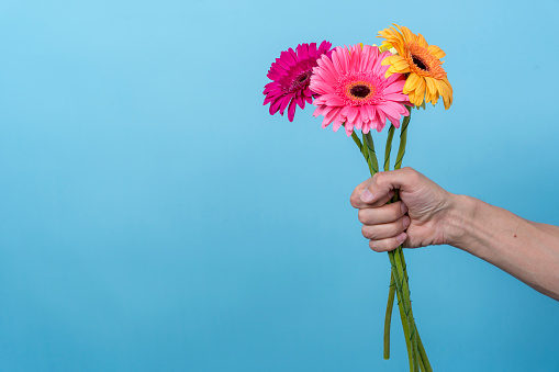 pink and yellow gerbera flowers in the outstretched hand of a man on a blue background. Congratulations and recognition, an expression of tenderness and love. Valentine's Day and Mother's Day