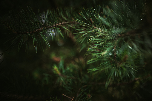 Beautiful spruce close-up