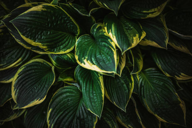 istock Beautiful Plantain lilies close-up 1500027008