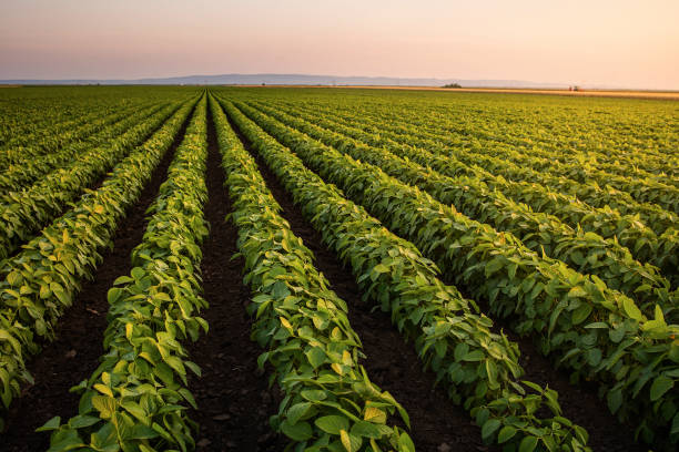 Open soybean field at sunset. stock photo