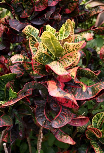istock croton tree in nature garden 1500027926