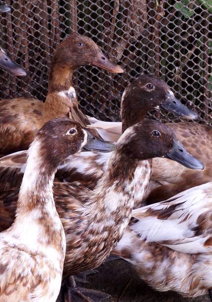 istock duck in country farm 1500028027