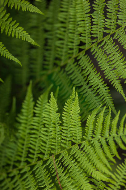 istock green fern close-up 1500028299