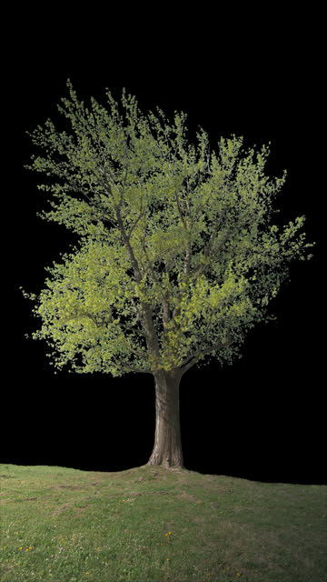 Isolated Tree Black Poplar