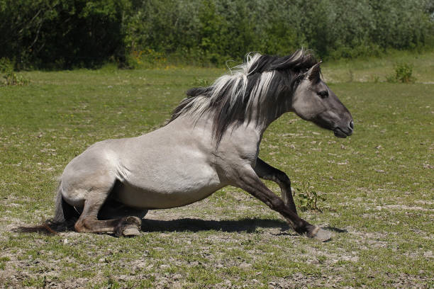 istock Tarpan Horse, equus caballus gmelini 1500030433