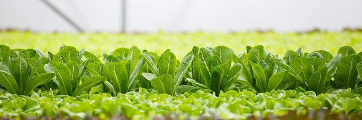 close up, green vegetable fresh organic in greenhouse. food hydroponic healthy. copy space banner image.