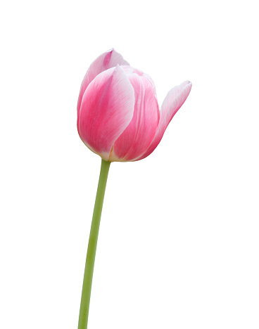 Close up pink tulip flower isolated on white background