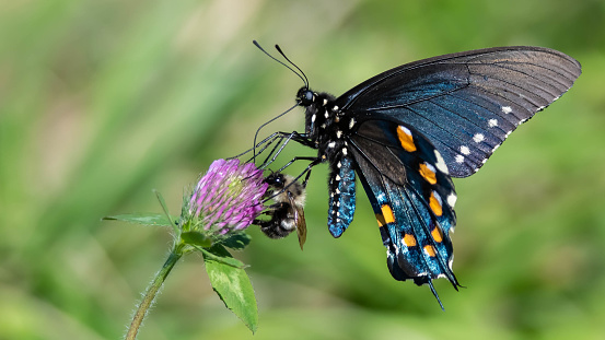 A black, blue, and orange butterfly drinking from orange and yellow flowers