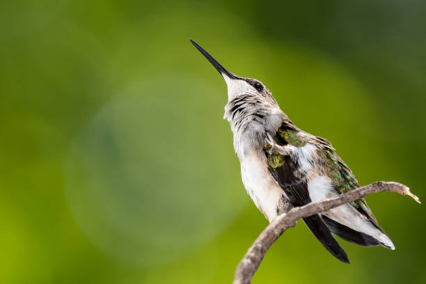 Ruby Throated Kolibri Thronzart zart auf einem schlanken Zweig – Foto