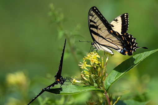 Butterfly garden.: single large lime swallowtail butterfly resting on a green leaf.