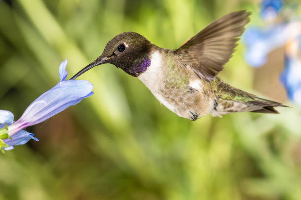 Schwarz-Chinned Kolibri auf der Suche nach Nektar unter den blauen Blumen – Foto