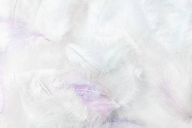 istock White, fluffy feathers. Background of delicate bird feathers. 1500033233