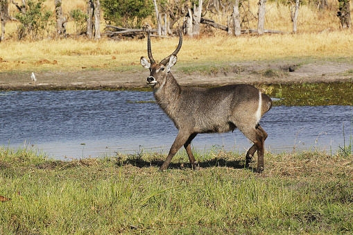 Common Waterbuck, kobus ellipsiprymnus, Male near Khwai River, Moremi Reserve, Okavango Delta in Botswana