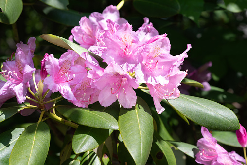 Pink, bell shaped blooms of a Catawba rhododendron shrub.