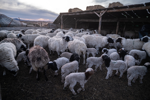 Goat and Sheep in Mongolia nomad family homestay nature livestock, Central Mongolia