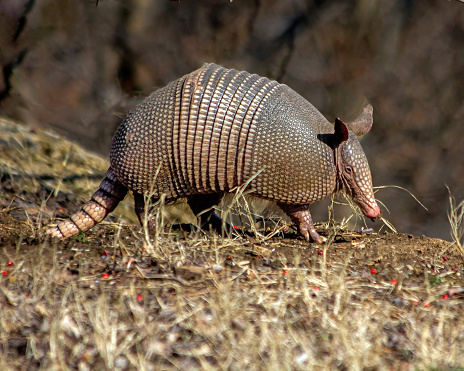 Approximately 20 species of armadillo exist, but the nine-banded is the only one found in the United States. The term “armadillo” means “little armored one” in Spanish. (NWF)