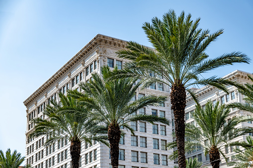 Palm trees and skyscrapers in New Orleans
