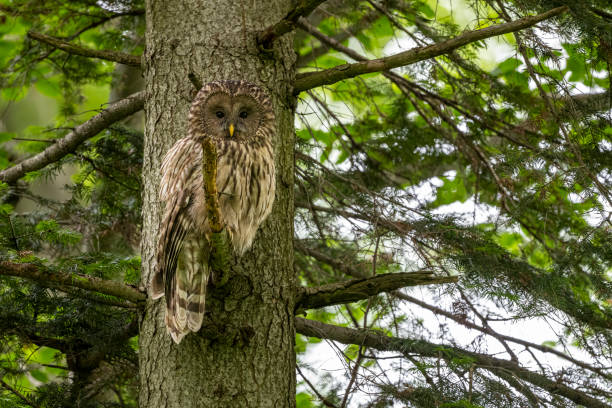 istock Ural owl (Strix uralensis), Bieszczady Mountains, Poland. 1500038348