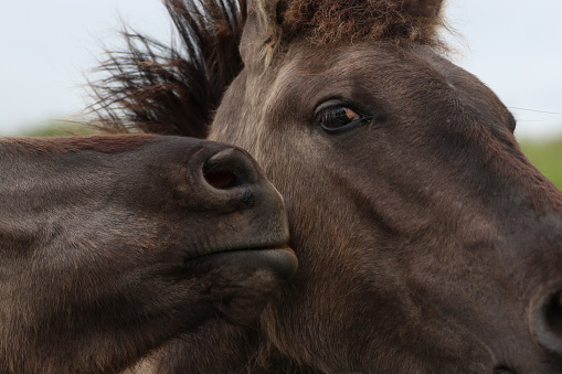 Horses kissing
