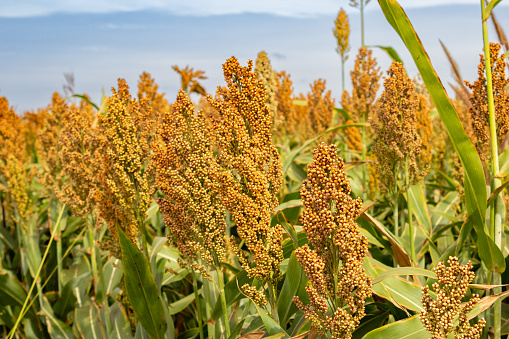 Catalao, Goias, Brazil – June 15, 2023: Detail of a sorghum plantation with the sky in the background.