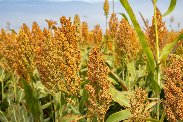 jowar grain or sorghum crop farm over blue sky background.
