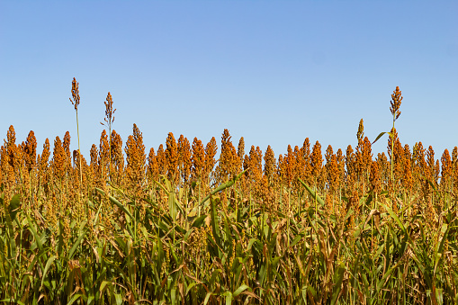 Catalao, Goias, Brazil – June 18, 2023: Detail of a large sorghum plantation illuminated in soft daylight, with the sky in the background.