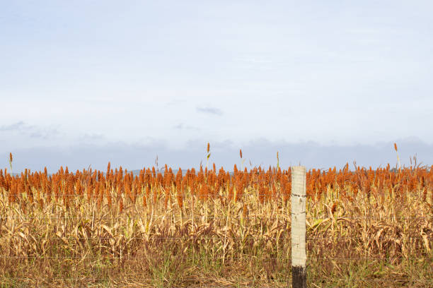 istock Sorghum plantation. 1500039666