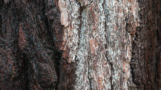 pine bark texture as background