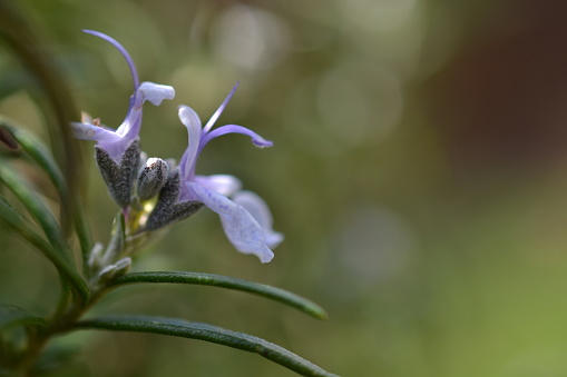 Champagne sur seine, France, may 4, 2015: profile view of a rosemary flower
