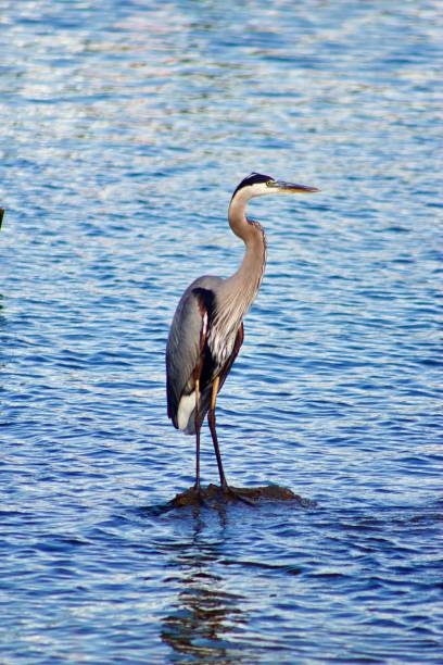 istock Great blue heron standing in the wavy waters during the daytime 1500041824