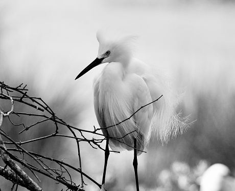 A grayscale of a snowy egret perched atop a tree branch against a winter background