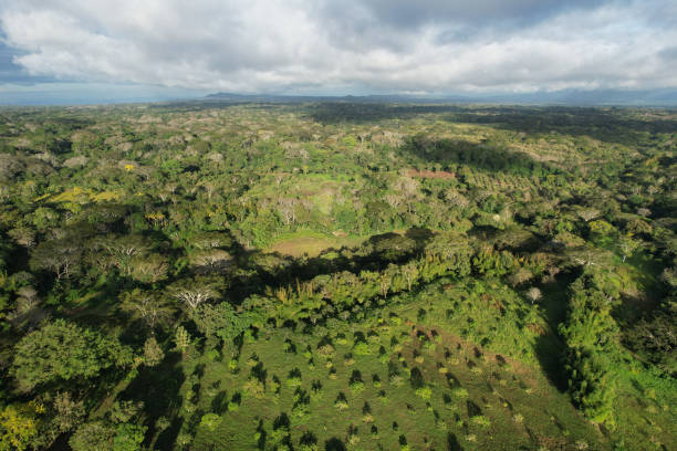 New plantation with small avocado trees