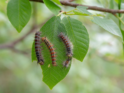 Gypsy moth larvae close-up. The caterpillars eat the leaves. Insect pests.