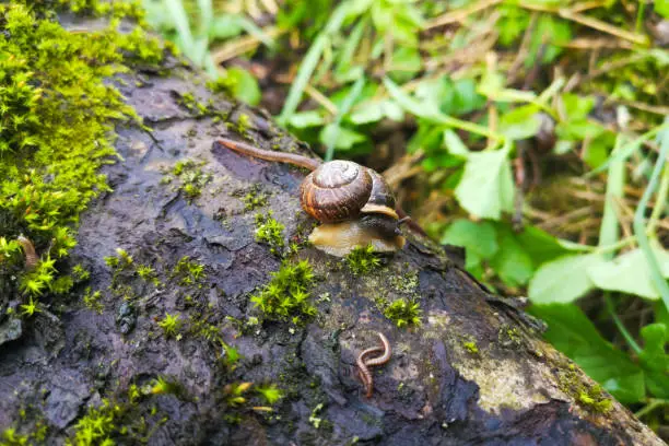 Photo of snail on tree trunk. garden brown snail and earthworm in forest after rain