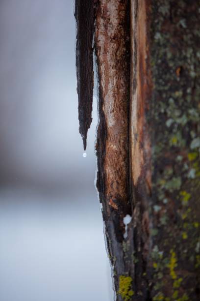 An image of a winter scene with a tree covered in icicles