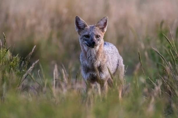 Pampas Grey fox in Pampas grass environment, La Pampa province, Patagonia, Argentina. stock photo